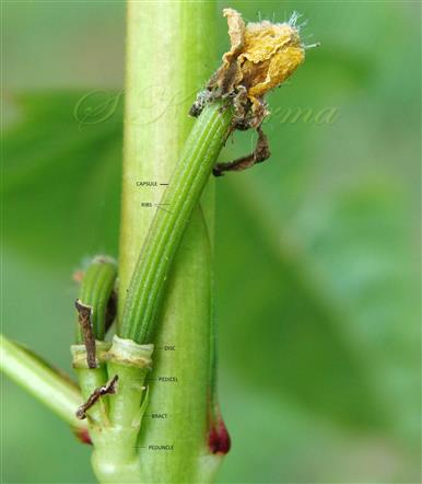  Fruit (Young)